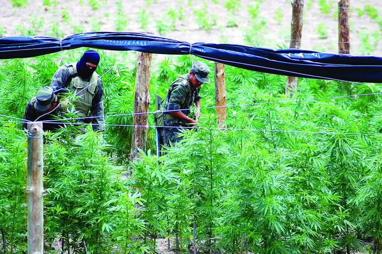Destrucción. Los militares incineraron más de 400 plantíos de marihuana en Durango.