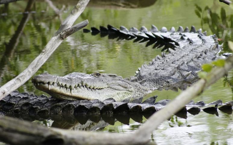 Al parecer los cocodrilos duermen sólo con uno de sus hemisferios cerebrales, mientras el otro permanece vigilante, un fenómeno conocido como unihemispheric. (ARCHIVO)