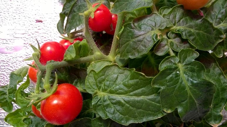 Se está estudiando una serie de tomates en un invernadero a las afueras de Roma. Allí conviven con albahacas y otras especies en un ambiente particular: sin tierra en la que hundir sus raíces, se nutren de agua y sales minerales mientras reciben la luz solar y de lámparas led. (EFE)
