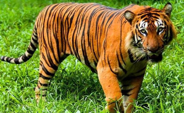 Ni un solo tigre de Amoy, también conocido como de Xiamen, ha sido hallado en libertad en tres décadas. (INTERNET)