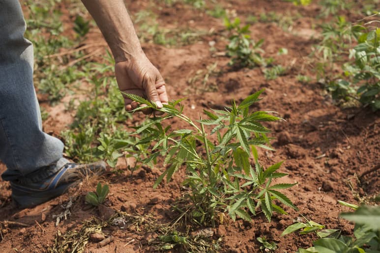 Por la salud. El obispo de Torreón aprueba el uso de la marihuana con finales medicinales. (AGENCIAS)