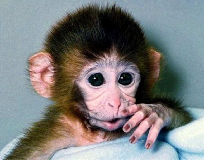 ANDi llevaba en su ADN un nuevo gen que, aunque no tenía ninguna función específica, poseía fluorescencia, lo que permitió a los científicos rastrear su distribución en la estructura genética del animal. (INTERNET)