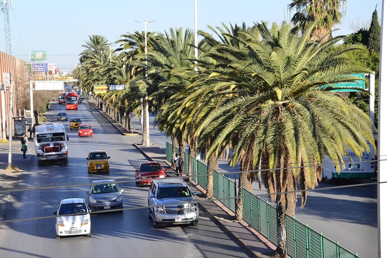 Muertas. En el bulevar Revolución empezará a partir de la semana próxima el retiro de las palmas datileras que ya murieron a consecuencia de la plaga 'amarillamiento letal'. (Fernando Compeán)
