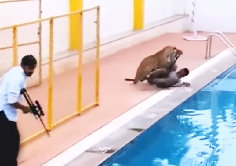 El animal atacó brutalmente a un hombre que intentaba refugiarse. (YOUTUBE)