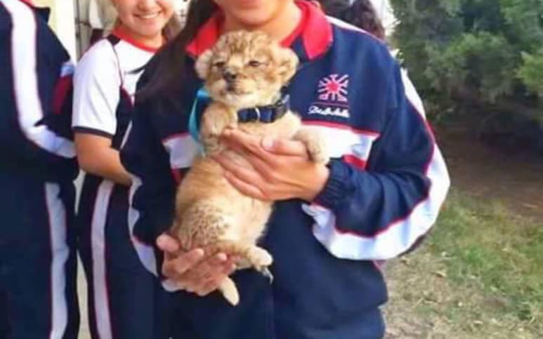 El delegado de PROFEPA en Coahuila, Raúl Xavier González, dijo que entre la investigación tiene que verificarse la especie del león y los permisos correspondientes así como los cuidados pertinentes. (ESPECIAL)