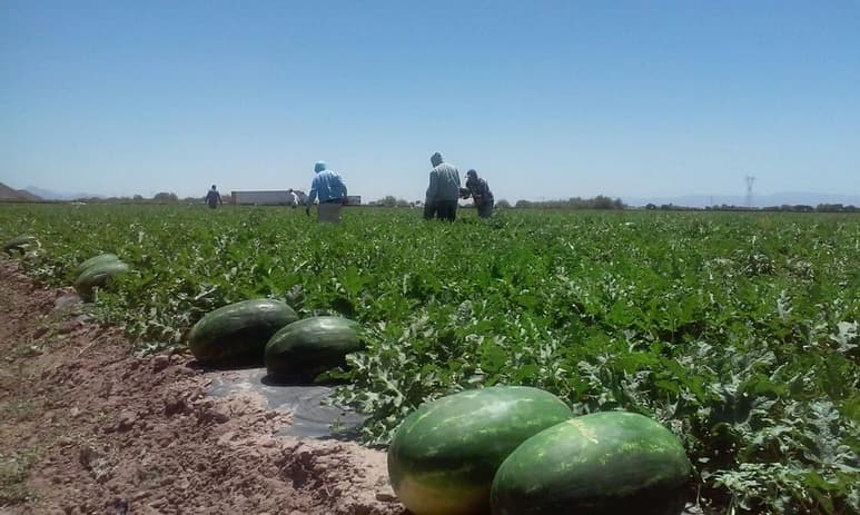 Cuenta que desde que empieza la cosecha a diario “ mueve” 70 toneladas de melón y unas 50 de sandía y las entrega principalmente en dos cadenas comerciales, una es originaria de Torreón y la otra de firma trasnacional. (EL SIGLO DE TORREÓN)
