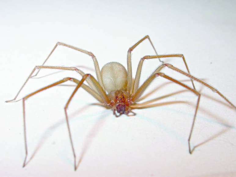 Antídotos. Sector Salud no tiene antídotos para mordedura de araña violinista, es difícil conseguirlos y el paciente los costeó.