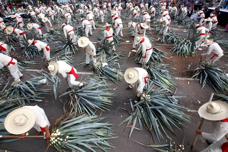 Abierta. La conferencia El famoso Tequila, de José María Muriá, será gratuita y es dirigida al público en general.