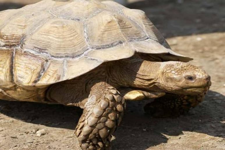 Para el mundo. La BBC de Londres hará documental sobre la Tortuga del Bolsón de Mapimí. (ARCHIVO)