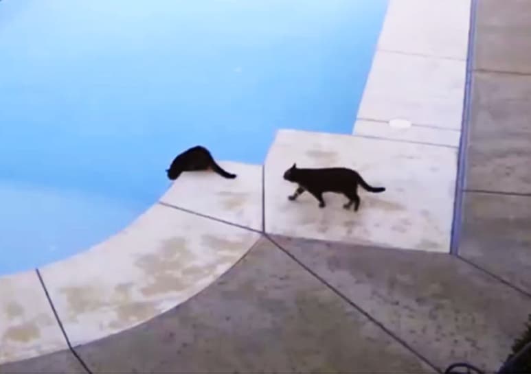 El divertido material ha sido visto ya más de medio millón de veces. (YOUTUBE)