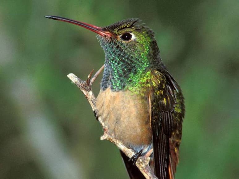 El colibrí yucateco es una de las especies a observar.