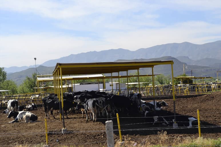 Afecta. Productores de leche de traspatio siguen siendo los más afectados al no cumplirse los objetivos de creación de Liconsa. (ARCHIVO)