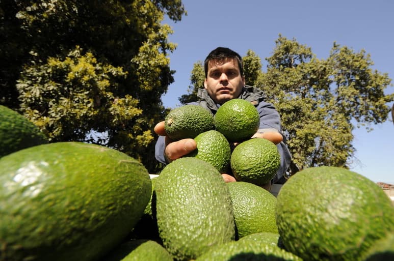 Los especialistas investigan de manera particular las raíces de las plantas de los árboles de aguacate para identificar las bacterias que ayudan a combatir el hongo Fusarium euwallacea. (ARCHIVO)