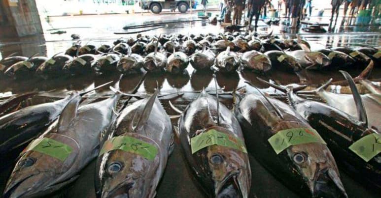 Vendieron 34.5 millones de dólares en mariscos.