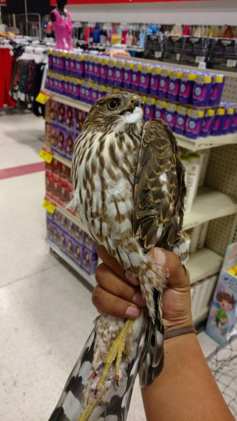 Especie. El ave tiene heridas no graves en su cuerpo. (EL SIGLO DE TORRREÓN)