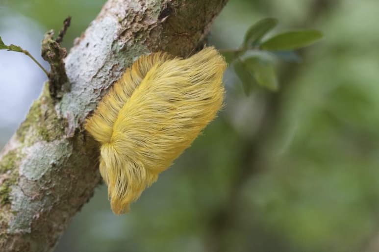 Se trata de la ‘megalopyge opercularis’, que es bastante venenosa y tóxica. (INTERNET)
