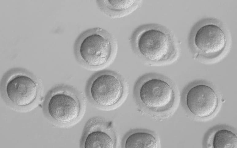 Las células trasplantadas se integran de manera eléctrica y mejoran la capacidad del corazón para contraerse, sin que se detecten indicios de rechazo por parte del sistema inmunitario del animal receptor. (ARCHIVO)