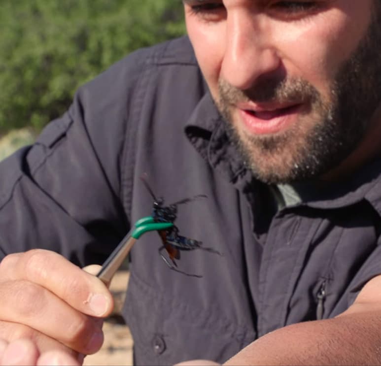 Se enfrenta al piquete del animal más doloroso de la tierra