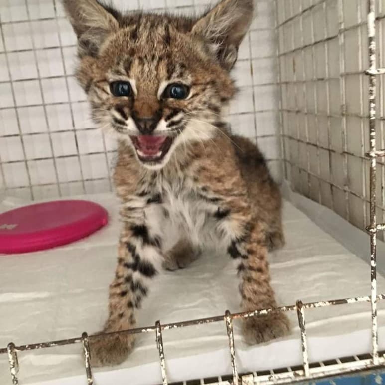 La Profepa indicó que el felino se encontraba en estado letárgico y con hipotermia, por lo que se le administraron medicamentos y fue puesto en incubadora por 48 horas. (TWITTER)