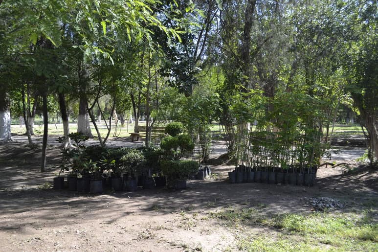 Las especies que se están produciendo son fresnos, lilas, algarrobo, mezquites, árboles frutales como limones, duraznos, por mencionar algunos. (ARCHIVO)