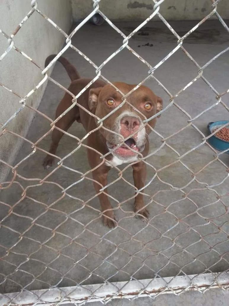 El menor Iker Misael fue atacado por un perro pitbull en Saltillo el pasado 1 de diciembre. (ARCHIVO)