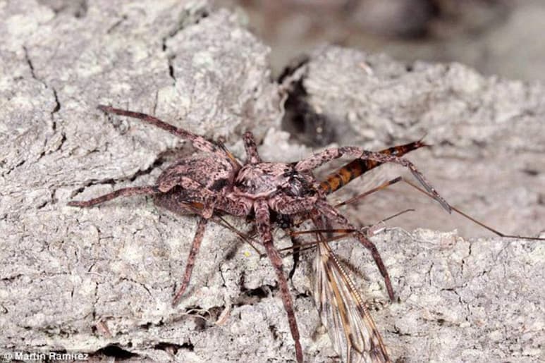 Se ha descartado, con la ayuda además de un análisis molecular, que hayan llegado a través de otros medios o de seres humanos a la isla. (ESPECIAL)