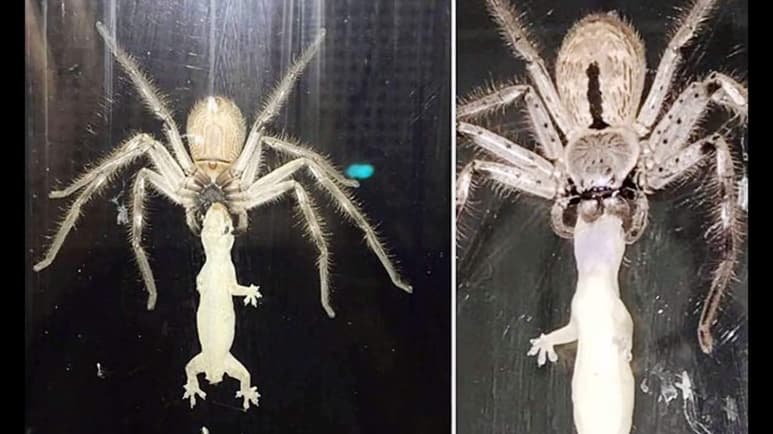 Al parecer, el reptil ya estaba muerto. (INTERNET)