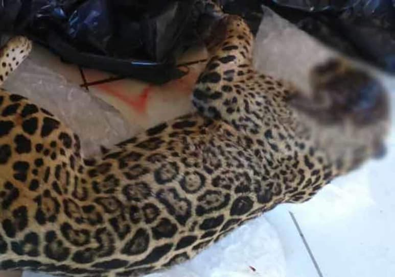 El jaguar atacó a un perro, por lo que se intentó acorralar al animal para capturarlo; sin embargo, el ejemplar de vida silvestre, al sentirse amenazado, intentó atacar a los uniformados pero la reacción de un elemento fue repeler la agresión con un disparo al jaguar, situación que le causó la muerte. (TWITTER)