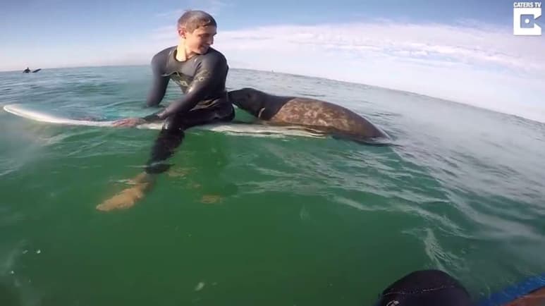 La foca les hizo compañía alrededor de unos 20 minutos. (YOUTUBE)