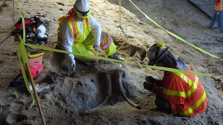 De acuerdo con el portal Proyecto Chema Tierra, el hallazgo de estos fósiles no sorprende, debido a que la zona en la cual se encontraron está cerca de las fosas de alquitrán de La Brea. (TWITTER)