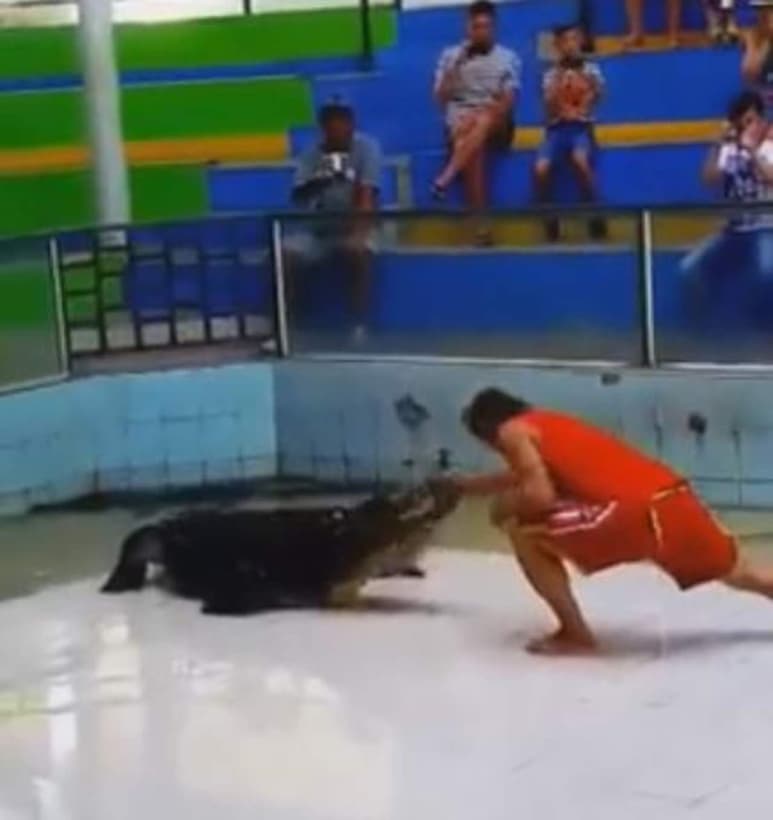 Lo mordió un cocodrilo y está fue su reacción