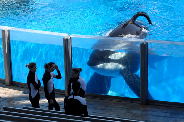 El parque había informado ya en marzo de 2016 de que, por el tamaño que tenía cuando fue capturada en 1983, el animal estaba muy cerca del límite de la esperanza de vida. (AGENCIAS)