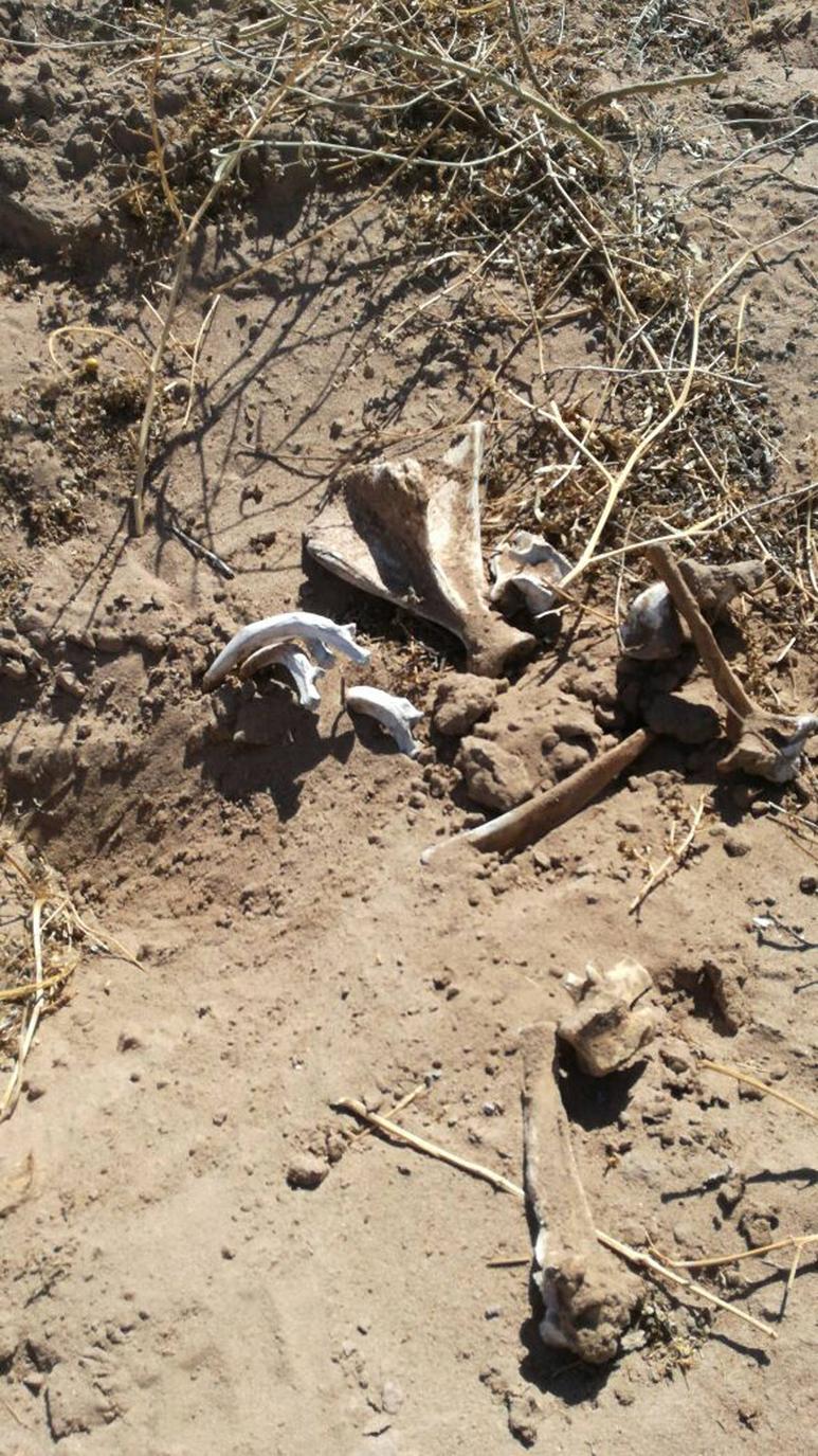 Restos. Un leñador encontró algunos huesos. (EL SIGLO DE TORREÓN)