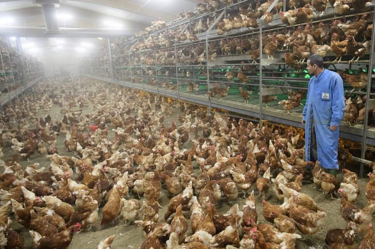 La cepa se halló en gallinas ponedoras entre las 15 mil aves evaluadas, mismas que habrían recibido vacuna y no revelaron síntoma de alguna enfermedad, indicó la OIE este jueves. (ARCHIVO)