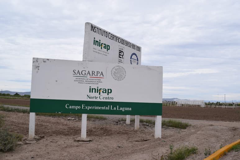 La Laguna está en crisis por mortandad de abejas