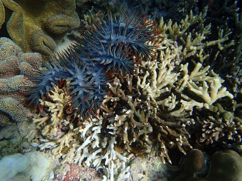 Esta estrella es la corona de espinas o acantáster púrpura (Acanthaster planci), 'uno de los pocos animales que pueden comer corales', en los que basa su dieta. (EFE)