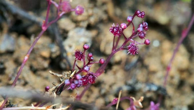Se acaba de descubrir una nueva especie, llamada Sciaphila sugimotoi, que ha sido encontrada en la isla subtropical japonesa de Ishigaki. (ESPECIAL)