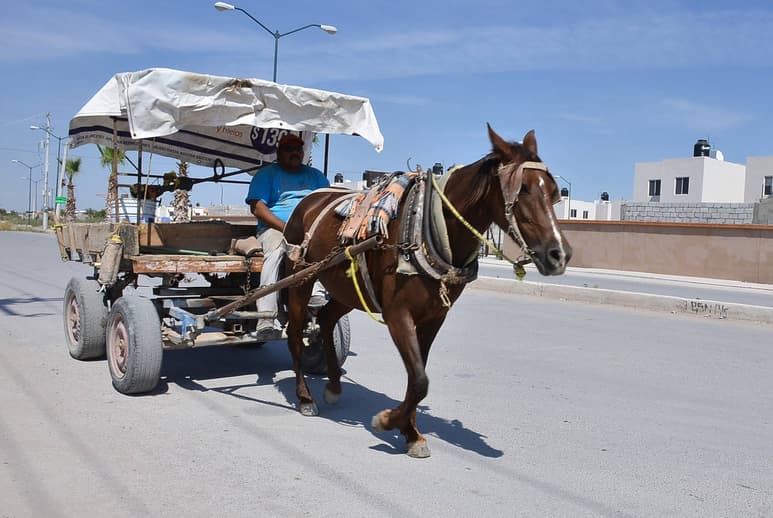 Asociación. ARRE pretende trabajar por el bienestar de los equinos en condición de maltrato.