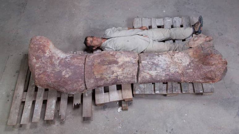 Hallazgo. Es el dinosaurio más grande descubierto hasta ahora. (EL PAÍS)