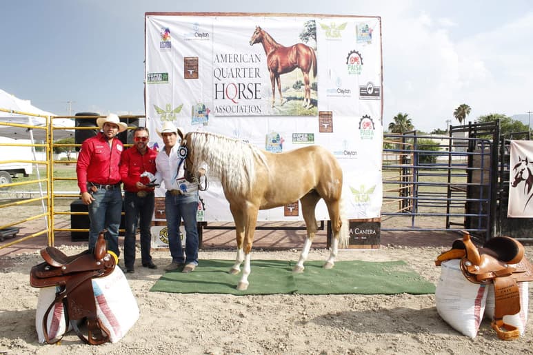 Se evalúan a yeguas, caballos y castrados, se juzga como camina, su manera de trotar y la conformación de su cuerpo. (EL SIGLO COAHUILA)