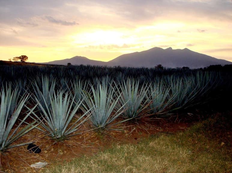 Para el desarrollo del proyecto, los investigadores usaron micro y nanopartículas de inulina de agave, que encapsulan y protegen el aceite de aguacate de la oxidación y cambios bruscos de pH. (ARCHIVO)
