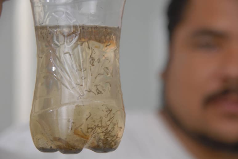 Cuidado. Mosquito Aedes Aegypti puede sobrevivir en agua sucia, según investigadores. (ARCHIVO)