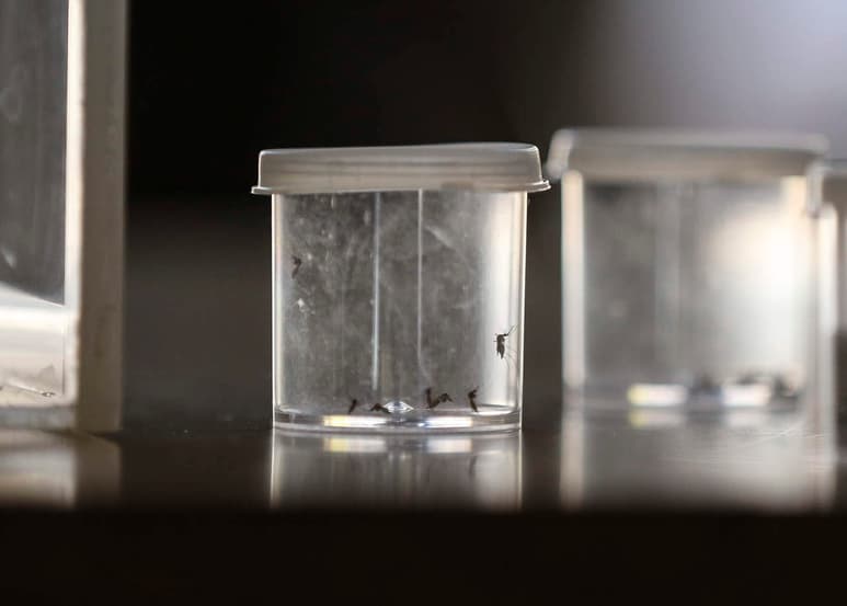 Se proyecta que para el año 2080 en México, el aumento de casos de dengue sea de más de 7 mil por año y que en total la cifra oscile entre 70 mil y 189 mil casos, considerando los que no son registrados por el Sector Salud. (ARCHIVO)
