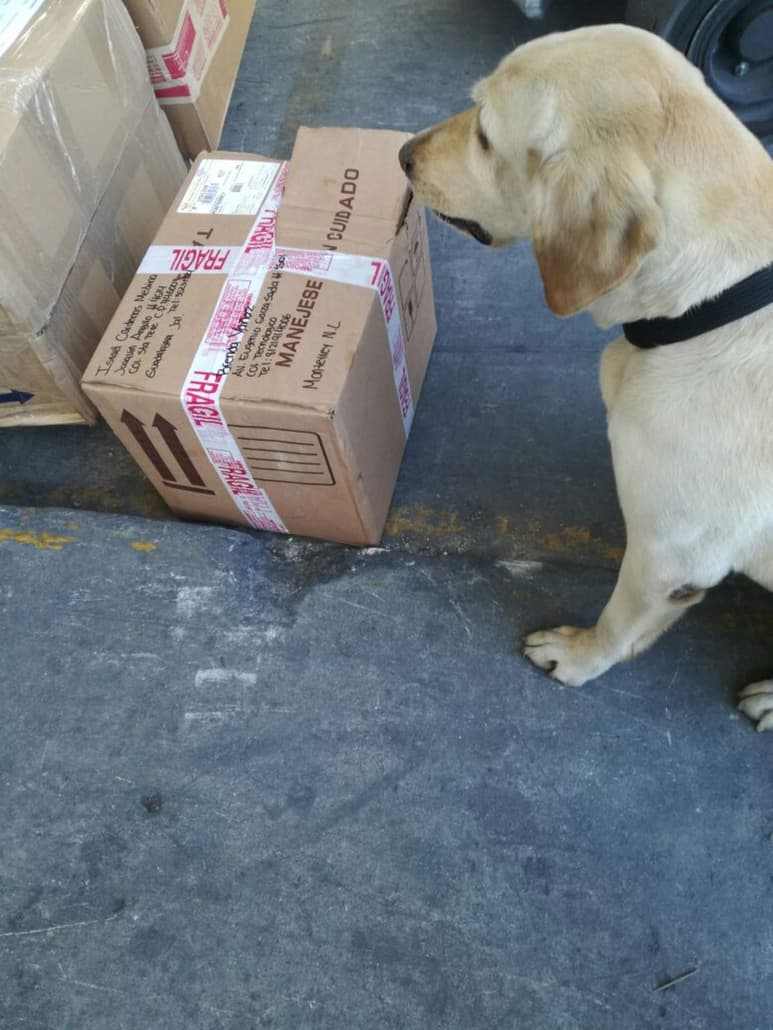 Los caninos marcaron positivo a una caja de cartón. (EL SIGLO DE TORREÓN)