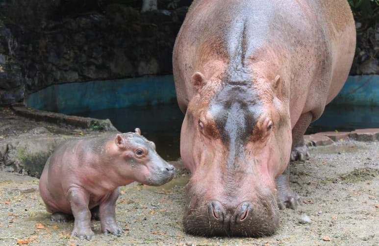 Anteriormente ambos ejemplares habían concebido a otra cría, la cual fue asesinada por el macho, dada la territorialidad que impera en dicha especie; por tales motivos y para evitar que lo anterior se repitiera personal de Zooselva ubicó al ejemplar macho en otro estanque. (ARCHIVO)