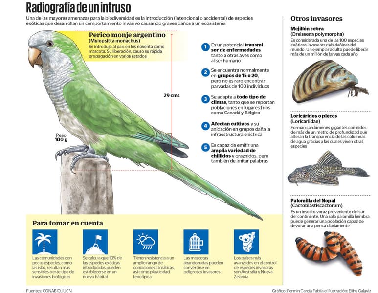 Llegan al país como mascotas y luego son liberadas por sus dueños en las ciudades. (EL UNIVERSAL)