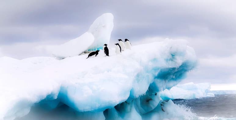 Se reveló la existencia de este pingüino que medía 1.65 metros en pie (o cerca de 1.77 metros de longitud entre la cola y la parte alta de la cabeza) y pesaba unos 100 kilogramos. (ARCHIVO)