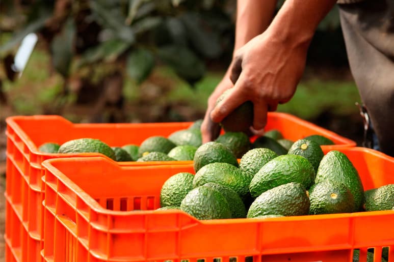 Guacamole chino. El aguacate hass de Jalisco cumple con características necesarias para su exportación al mercado chino.