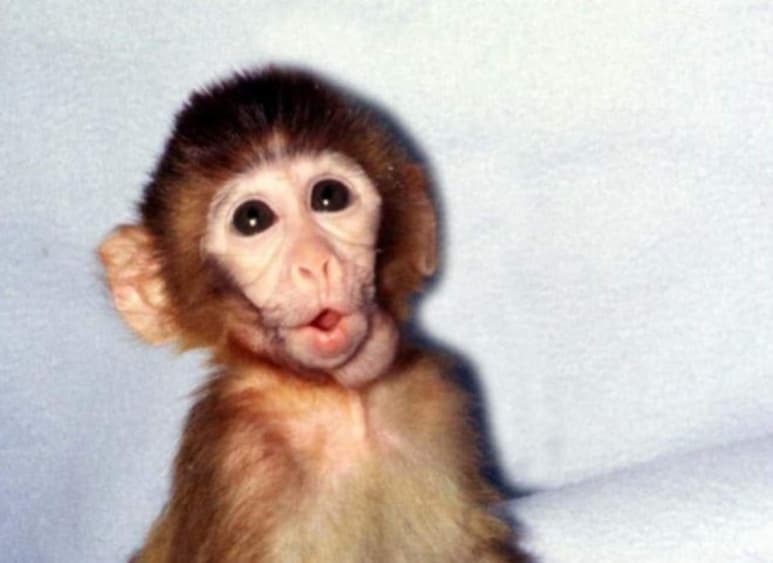 ANDi llevaba en su ADN un nuevo gen que, aunque no tenía ninguna función específica, poseía fluorescencia, lo que permitió a los científicos rastrear su distribución en la estructura genética del animal. (ESPECIAL)