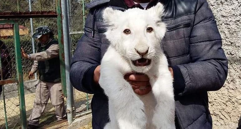 Dos horas después de nacer, la madre de cachorro, Metztli (palabra que significa 'Luna' en náhuatl), lo abandonó, 'por lo que expertos del zoológico intervinieron para arroparlo, alimentarlo y protegerlo'. (ESPECIAL)